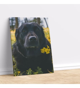 Sarı Çiçeklerle Fotoğraf Çekilen Sevimli Köpek Dekoratif Kanvas Tablo