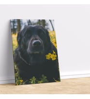 Sarı Çiçeklerle Fotoğraf Çekilen Sevimli Köpek Dekoratif Kanvas Tablo