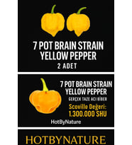 7 POT BRAIN STRAIN YELLOW PEPPER / 1,5 Milyon Scoville - Gerçek Taze Acı Biber