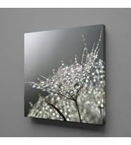 KARAHİNDİBA ÇİÇEĞİ TÜĞLERİ KANVAS TABLO 190x190cm