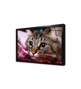 Kedi Çerçeveli Cam Tablo