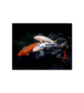 Ahşap Tablo Rengarenk Koi Balıkları (50x70 Cm Boyut)