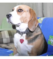 Kalp Şeklinde Metal Pet Künye - Kedi veya Köpek İçin (Gold)