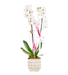 Saksıda Double White Orkide