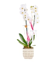 Saksıda Double White Orkide