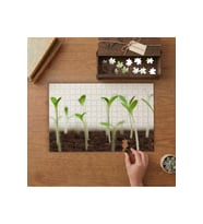 Çimlenmiş Buğdaylar Tasarımı 240 parça Ahşap Puzzle Ahşap Kutuda MP00468
