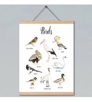 Dekor Loft Montessori İngilizce Eğitici Poster Kuşlar