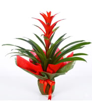 Kırmızı Guzmania