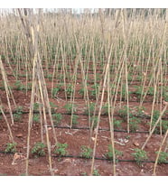 BİTKİ DESTEK CUBUGU   3 METRE YUKSEKLIK   20 ADETTTIR