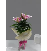 Saksıda Pembe Lilyum