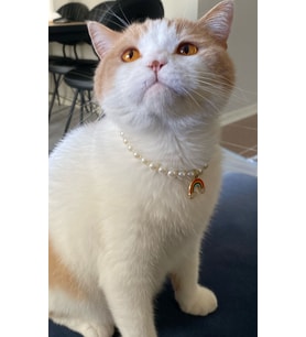 Gökkuşağı İnci Boncuk Kolye- Kedi/ Küçük-Orta Irk Köpek Tasması (01)