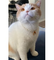 Gökkuşağı İnci Boncuk Kolye- Kedi/ Küçük-Orta Irk Köpek Tasması (01)