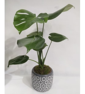 Kare Desenli Gri Beton Saksıda Monstera