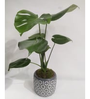 Kare Desenli Gri Beton Saksıda Monstera