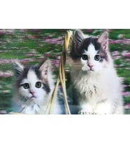 5D Elmas Boyama Sevimli Kediler İkili Kedi Resmi Tablosu 40x60 cm