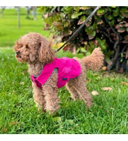 Fuşya Renk Kot Köpek Yeleği - Küçük Irklar İçin Şık ve Rahat Yelek (0-15kg)