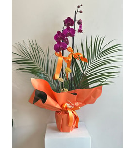 Luxe Orange Orkide