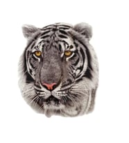 Geçici Dövme Gerçekçi Beyaz Kaplan Kafası Modeli Temporary Tattoo