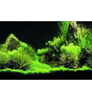 Kanki Pet KP7045035 Akvaryum Arka Fon Yapıştırma 70 x 45 CM