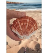 Scallop Shell Deniz Kabuğu Büyük Boy 6-SS