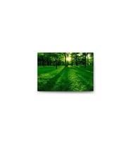 DBSanatevi Ormandaki Güneş Tablo 60 X 80 Cm