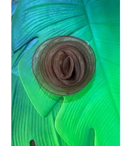 SATEN TÜLLÜ KABARTMA ÇİÇEK GİYİM DİKİŞ ABİYE AKSESUARI 14 CM (Kahverengi)