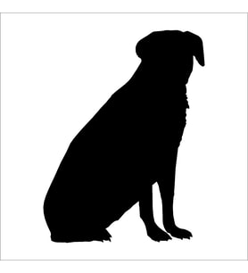 KÖPEK FOLYO STİCKER DERSTV895 70cm Uzunluk (Karışık)