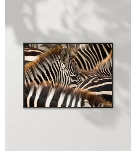 Zebra Deseni Poster (Çok Renkli)