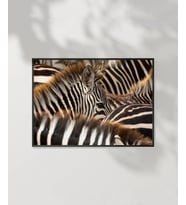 Zebra Deseni Poster (Çok Renkli)