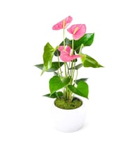 Beton Saksıda Pembe Antoryum