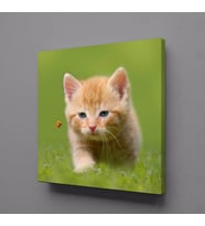 YAVRU KEDİ KANVAS TABLO 30x30cm (Karışık)