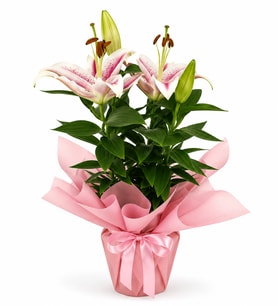 Premium Buket Kağıtlı Polimer Saksıda Kokulu Pembe Lilyum