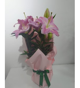 Pembe Buket Kağıtlı Seramik Saksıda Pembe Lilyum