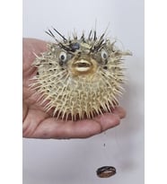 Dikenli Balon Balığı Fugu Fish
