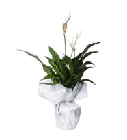 BARIŞIN SİMGESİ BEYAZ BUKETTE BARIŞ ÇİÇEĞİ