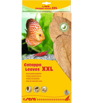 Catappa Yaprağı XXL 32 Cm