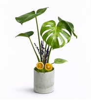 Monstera