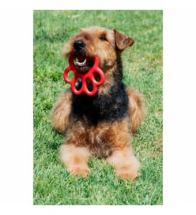 Orma Köpek Oyuncağı Sarı