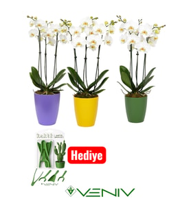 3 Adet Dekoratif Saksı + Hediye Bakım Kiti