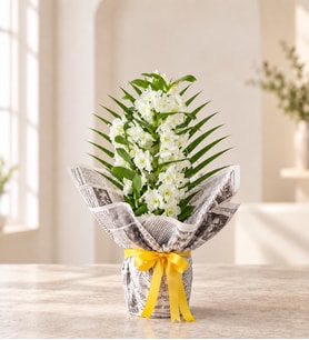 Gazete Buketli Saksıda Dendrobium