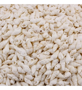 Nassa Shell Kavrulmuş Beyaz Delikli Deniz Kabuğu  (1 KG)