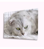 İdealizbiz Kedi Hayvan Cam Tablo 4mm Dayanıklı Temperli Cam