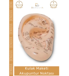 #EğitimMaketi Sert Plastik 20 CM Anatomik Eğitim Materyali Profesyonel Kulak Maketi Akupunktur Nokta