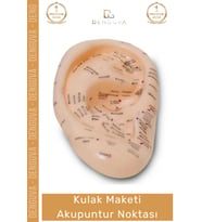 #EğitimMaketi Sert Plastik 20 CM Anatomik Eğitim Materyali Profesyonel Kulak Maketi Akupunktur Nokta