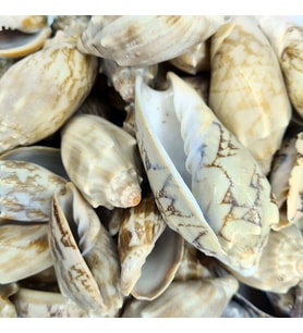 Voluta Vespertillo Kiloluk Deniz Kabuğu (1 KG)