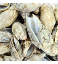 Voluta Vespertillo Kiloluk Deniz Kabuğu (1 KG)