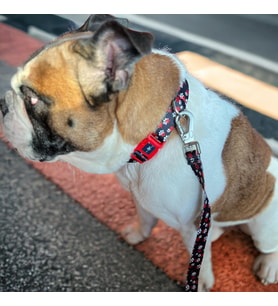 Lexroo Design Köpek Gezdirme Kayışı