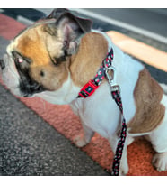 Lexroo Design Köpek Gezdirme Kayışı