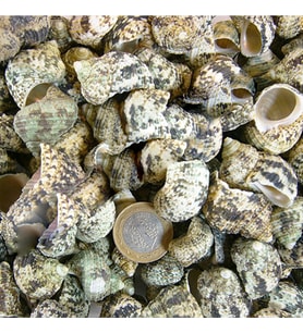 Bruneus Kiloluk Deniz Kabuğu (1 KG)