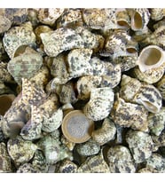 Bruneus Kiloluk Deniz Kabuğu (1 KG)